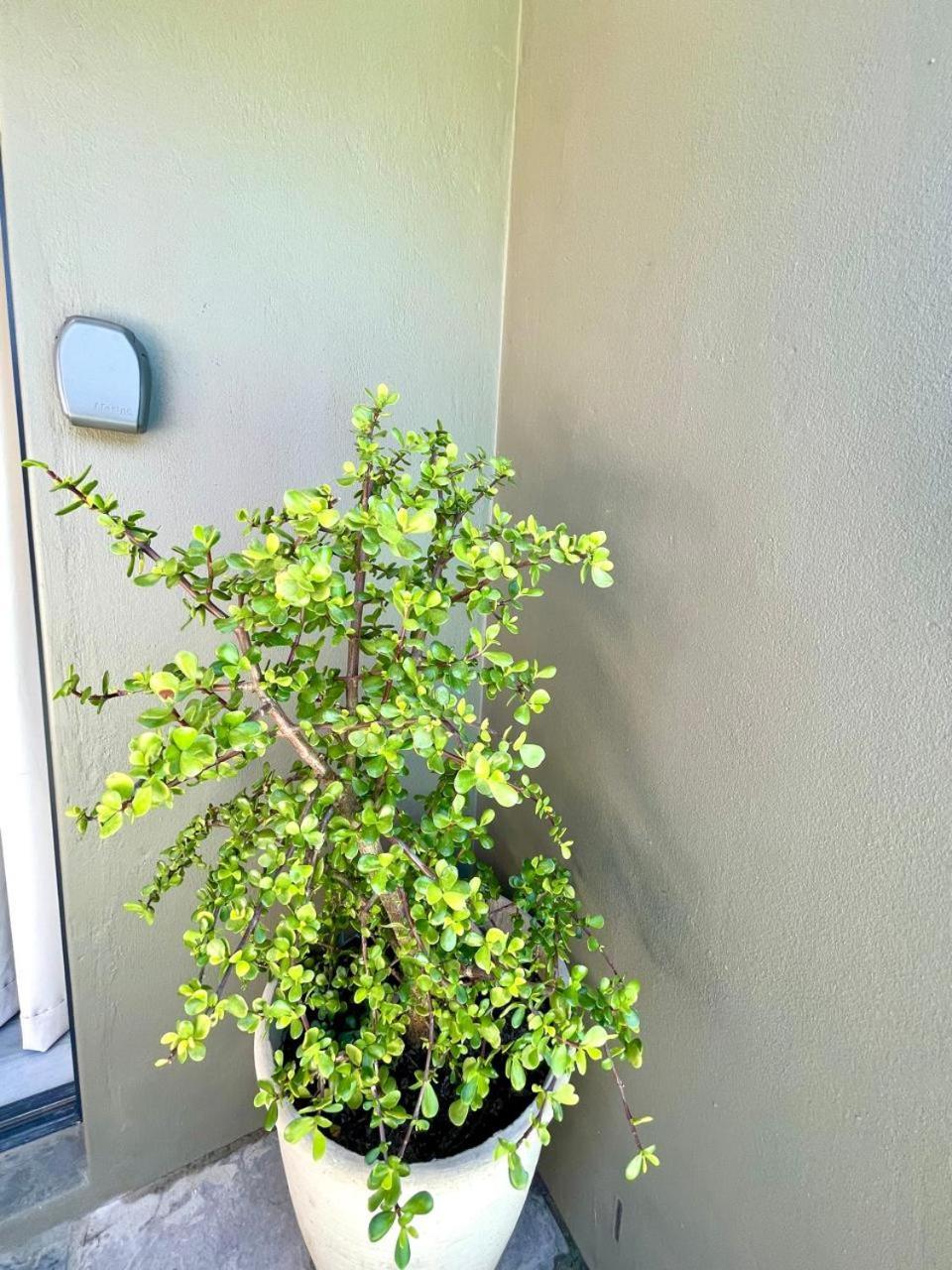 Tehillah On Boom Appartement Bothasig Buitenkant foto